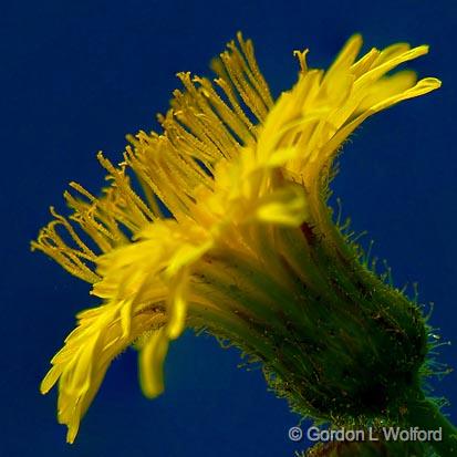 Yellow Wildflower_05305-6.jpg - Photographed near Lindsay, Ontario, Canada.